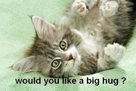 Name:  cute-cat-asking-for-a-hug-445x299.jpg
Views: 11635
Size:  39.8 KB