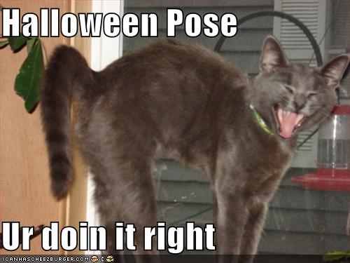 Name:  funny-pictures-cat-is-doing-a-halloween-pose-correctly.jpg
Views: 7780
Size:  31.3 KB