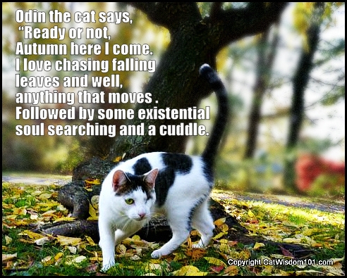 Name:  Odin-Autumn-cat-quote-trees.jpg
Views: 695
Size:  204.6 KB