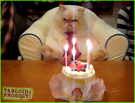 Name:  birthday-cat1.jpg
Views: 62226
Size:  117.3 KB