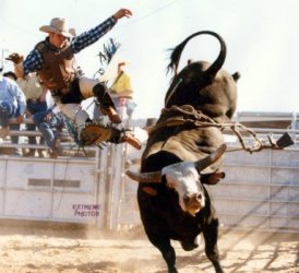 Name:  rodeobull.jpg
Views: 390
Size:  18.8 KB