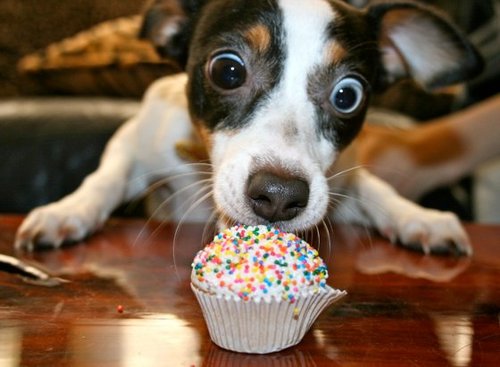 Name:  happy_birthday_dog_cupcake.jpg
Views: 135
Size:  38.8 KB