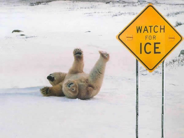 Name:  polar-bear-slipping-on-ice.jpg
Views: 37
Size:  33.2 KB