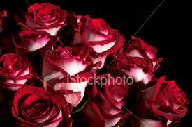 Name:  roses.jpg
Views: 593
Size:  8.9 KB