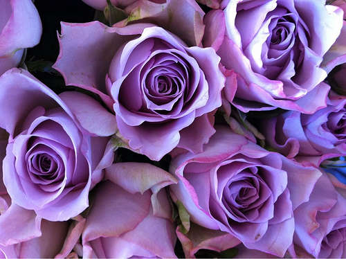 Name:  light purple flowers.jpg
Views: 3388
Size:  38.6 KB