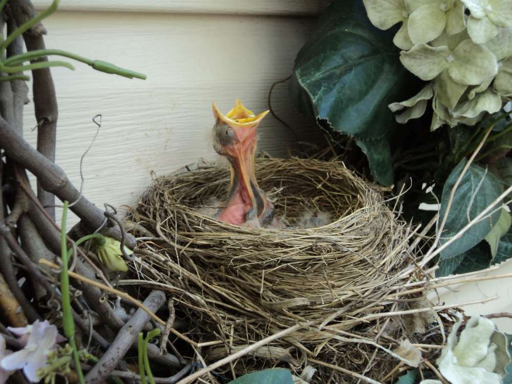Name:  Robins and MAX and Jesse 005.jpg
Views: 310
Size:  93.7 KB