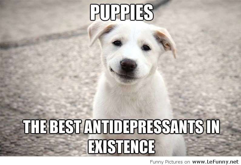 Name:  Puppies-are-antidepressants.jpg
Views: 44
Size:  43.6 KB