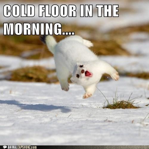 Name:  funny-animal-captions-cold-floor-in-the-morning.jpg
Views: 1921
Size:  45.9 KB