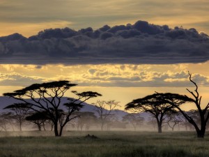 Name:  Serengeti-Tanzania-Africa.jpg
Views: 932
Size:  21.3 KB