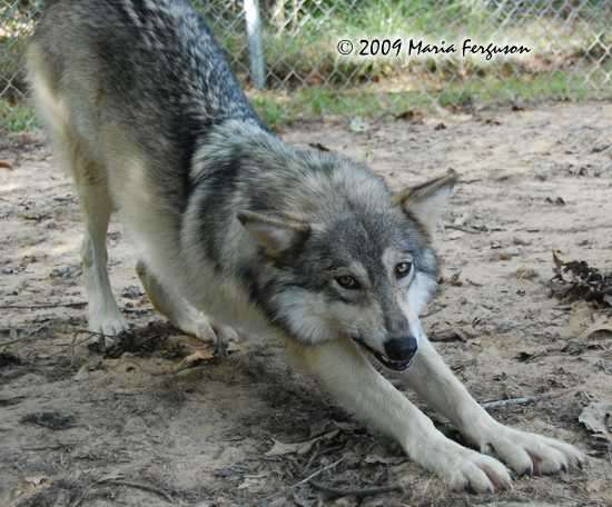 Name:  Bowing Wolf.jpg
Views: 575
Size:  100.4 KB