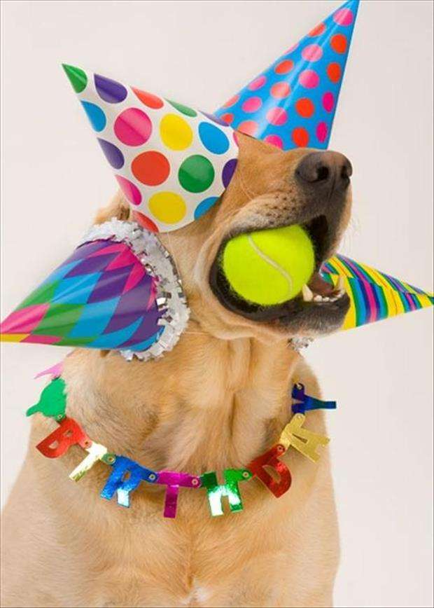 Name:  funny-birthday-parties.jpg
Views: 5388
Size:  49.7 KB
