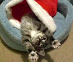 Name:  christmas-kitten.jpg
Views: 66
Size:  28.9 KB