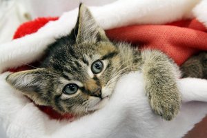 Name:  a_christmas_kitten_by_mskrissi87-d5b55m0.jpg
Views: 68
Size:  15.7 KB