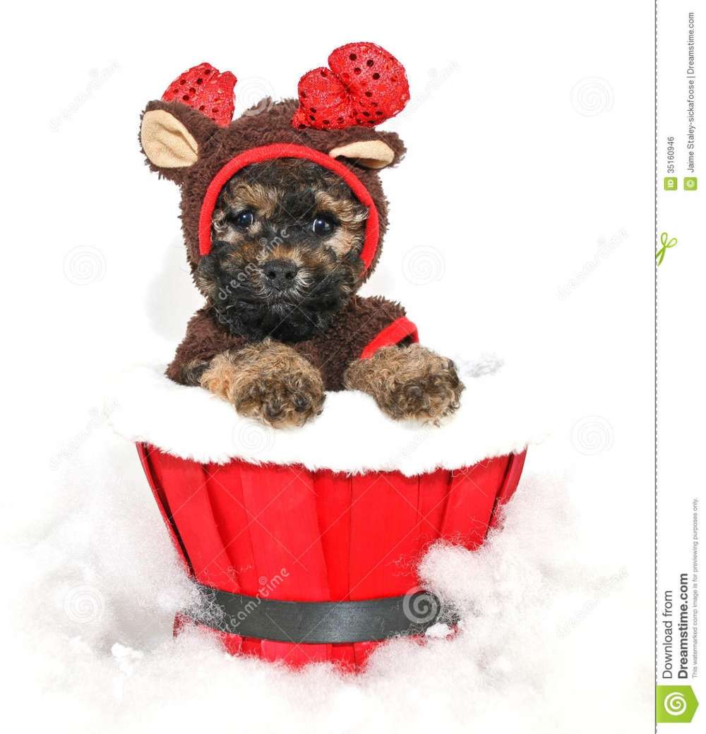 Name:  christmas-puppy-cute-little-dressed-up-reindeer-outfit-white-background-35160946.jpg
Views: 78
Size:  73.0 KB