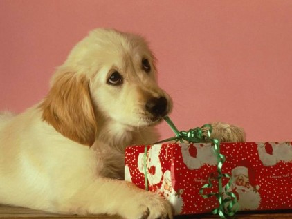 Name:  free-cute-little-christmas-puppy-wallpaper_422_88579.jpg
Views: 66
Size:  29.2 KB