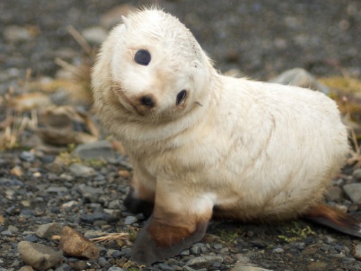 Name:  Little-Animal-520x390.jpg
Views: 128
Size:  48.1 KB