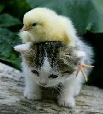 Name:  a.baa-Cute-little-animals.jpg
Views: 197
Size:  21.9 KB