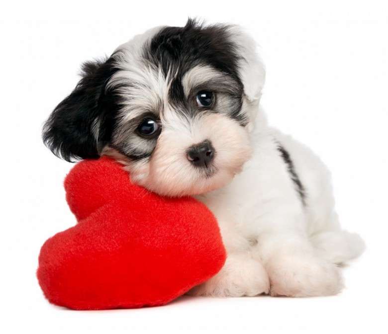 Name:  Cute-lover-valentine-havanese-puppy-dog.jpg
Views: 133
Size:  30.4 KB
