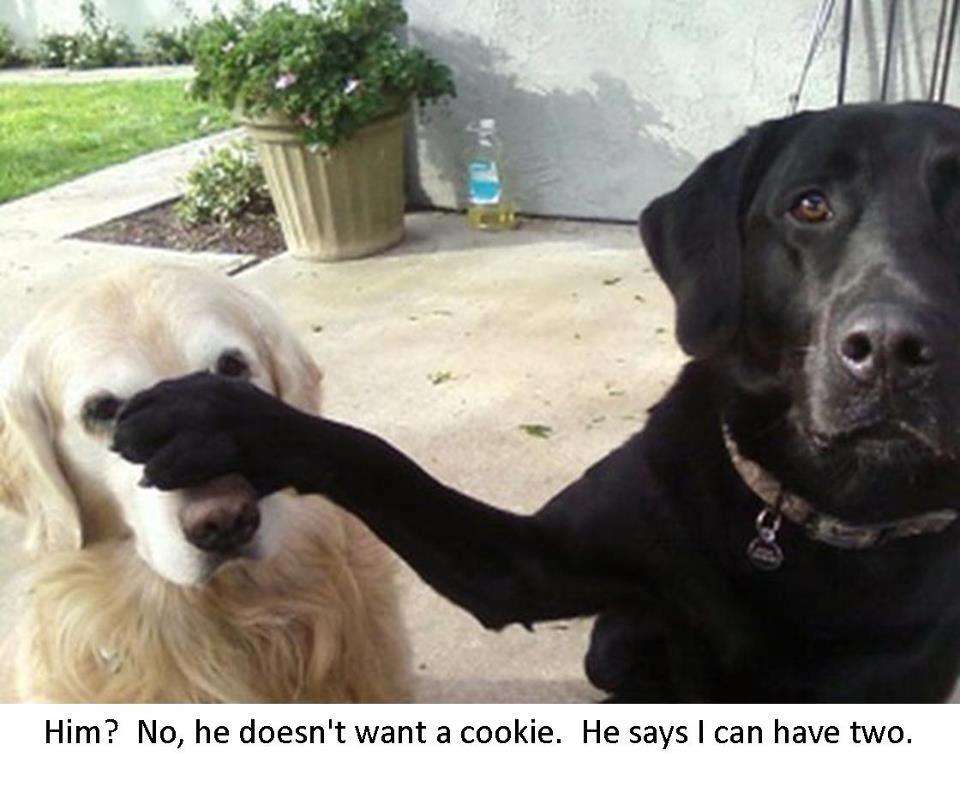 Name:  He-doesnt-want-cookie-I-can-have-two-Funny-dog-photo-with-captions.jpg
Views: 672
Size:  63.1 KB