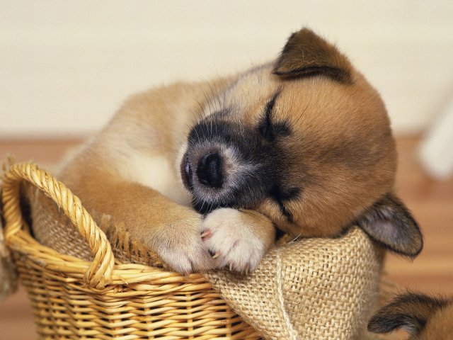 Name:  6671-puppy-nap.jpg
Views: 543
Size:  60.2 KB