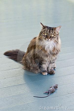 Name:  cat-patio-presenting-dead-mouse-14104156.jpg
Views: 452
Size:  30.3 KB