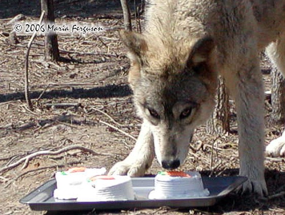 wolf eating cake