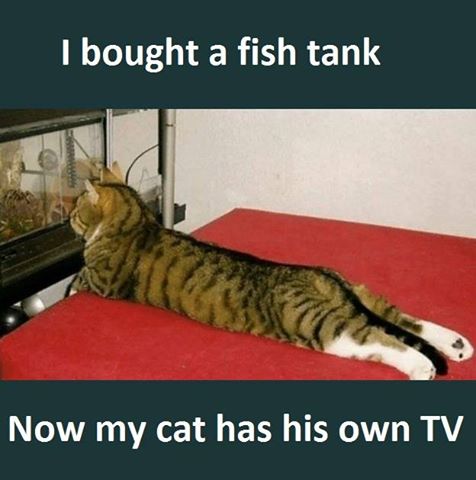 Name:  fish tank.jpg
Views: 240
Size:  31.7 KB