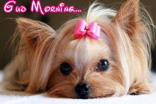 Name:  175361-Good-Morning-Puppy.jpg
Views: 76
Size:  30.5 KB