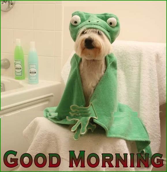 Name:  Good-morning-funny-dog.jpg
Views: 196
Size:  44.9 KB