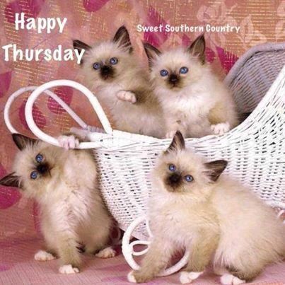 Name:  274769-Happy-Thursday-Cats.jpg
Views: 141
Size:  38.1 KB