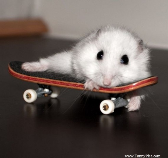 Name:  Funny-and-Cute-Mouses-Funny-Mouse-Picture-099-FunnyPica.com_-570x537.jpg
Views: 359
Size:  36.4 KB