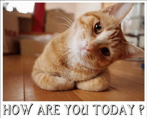Name:  how-are-you-today-p-happy-caturday-have-a-nice-5686986.jpg
Views: 112
Size:  87.1 KB