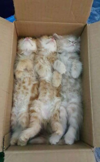 Name:  found_these_kitties.jpg
Views: 111
Size:  35.0 KB