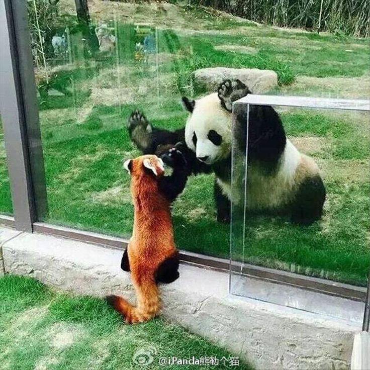 Name:  two_different_pandas.jpg
Views: 96
Size:  131.5 KB