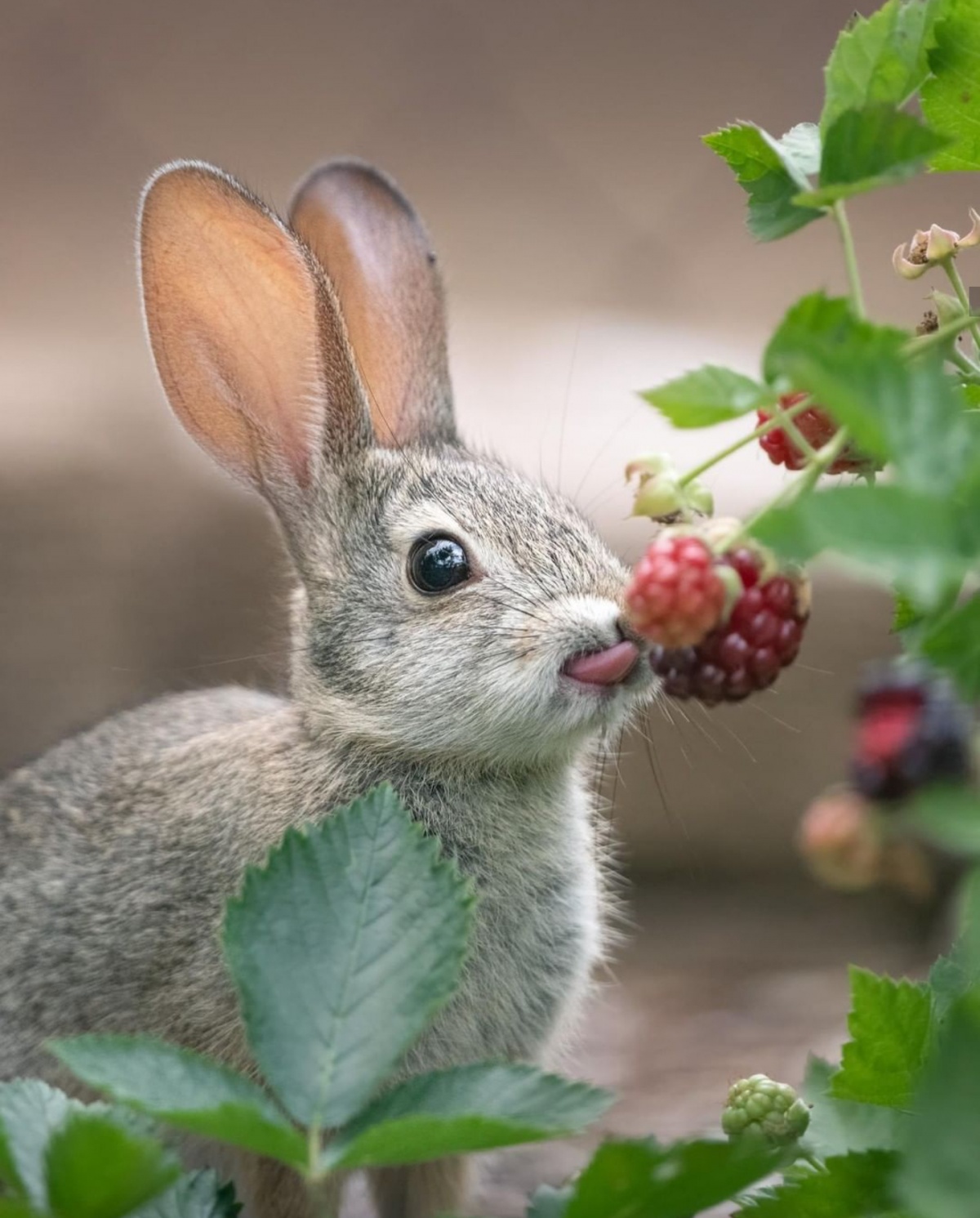 Name:  this_rabbit_eating_s.jpg
Views: 80
Size:  349.2 KB