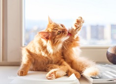 Name:  Ginger-cat-gromming-on-window-sill.jpg
Views: 134
Size:  14.3 KB