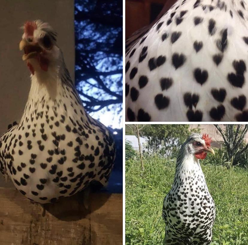 Name:  this_unique_chicken.jpg
Views: 528
Size:  110.9 KB