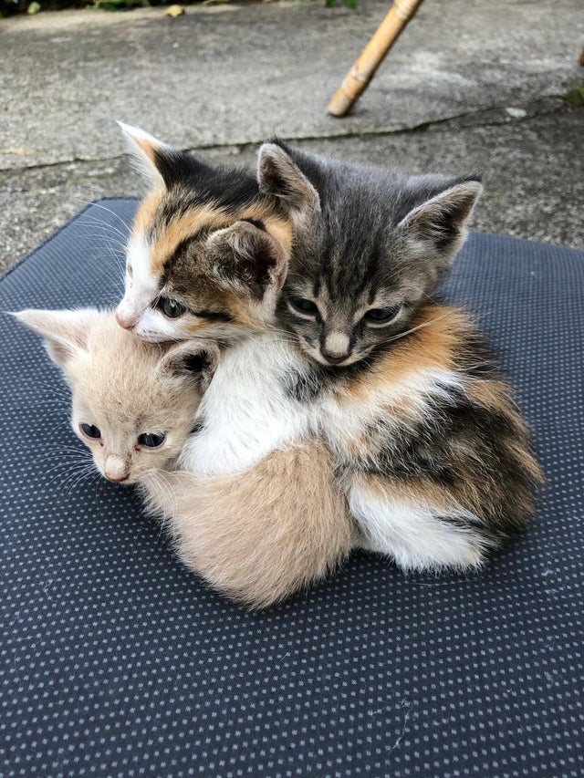 Name:  three_kittens_huggin.jpg
Views: 98
Size:  142.0 KB
