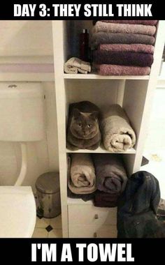 Name:  i_am_a_towel.jpg
Views: 134
Size:  17.9 KB
