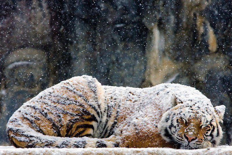 Name:  sleeping_tiger.jpg
Views: 74
Size:  130.8 KB