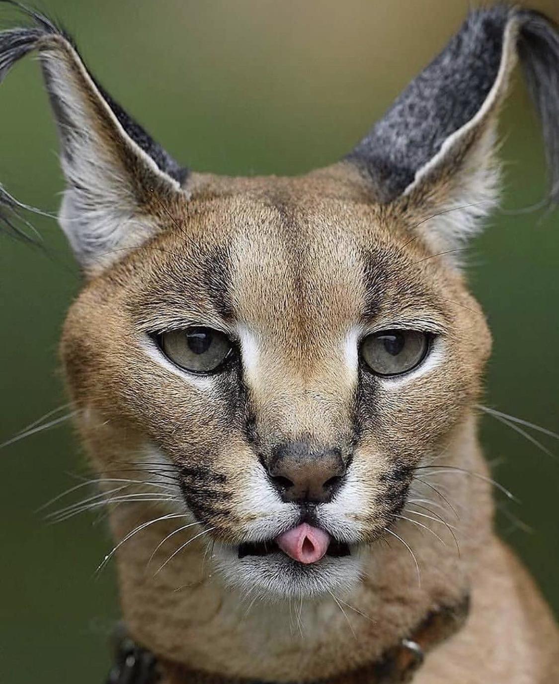 Name:  a_caracal_doing_the.jpg
Views: 214
Size:  210.9 KB