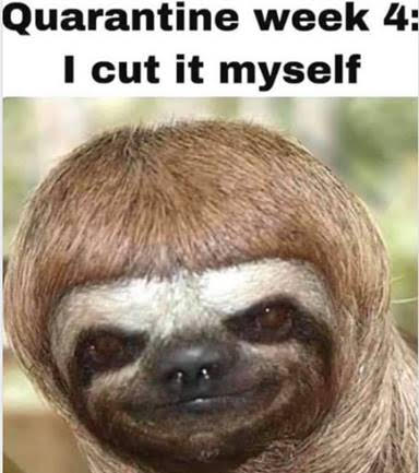 Name:  sloth haircut.jpg
Views: 127
Size:  27.2 KB