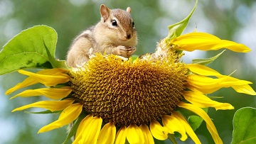 Name:  get-rid-of-chipmunks.jpg
Views: 252
Size:  41.6 KB