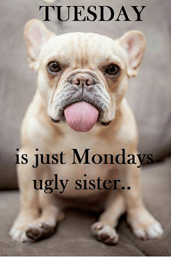 Name:  tuesday-is-just-mondays-ugly-sister-4787333.png
Views: 92
Size:  196.2 KB