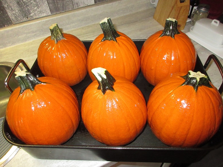 Name:  pumpkins.jpg
Views: 143
Size:  201.1 KB