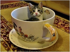 Name:  kitty tea.jpg
Views: 152
Size:  22.9 KB