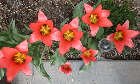 Name:  a few tulips.jpg
Views: 142
Size:  87.0 KB