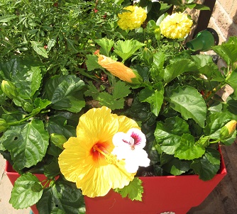 Name:  hibiscus.jpg
Views: 73
Size:  87.1 KB