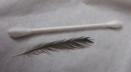 Name:  Frankie's wee feather.jpg
Views: 152
Size:  48.1 KB