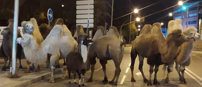 Name:  eight camels and a llama walk into a bar.jpg
Views: 169
Size:  59.5 KB